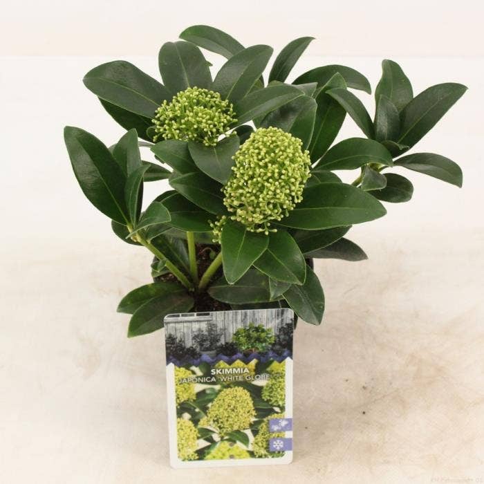Skimmia jap. 'White Globe'
