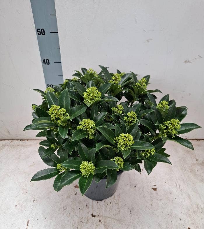 Skimmia jap. 'White Globe'