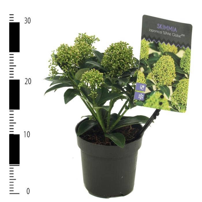 Skimmia jap. 'White Globe'