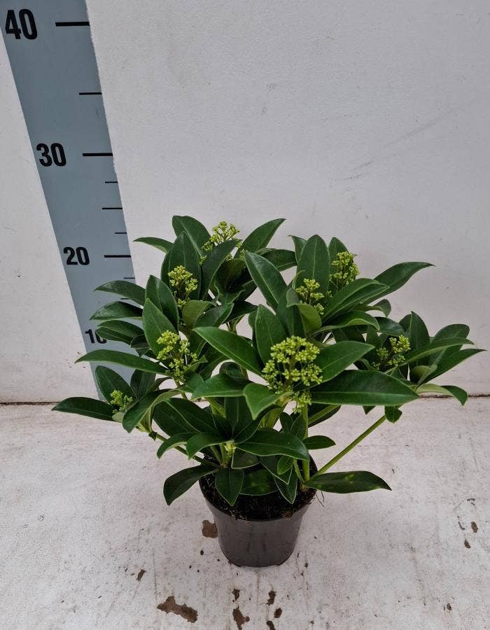 Skimmia jap. 'White Globe'