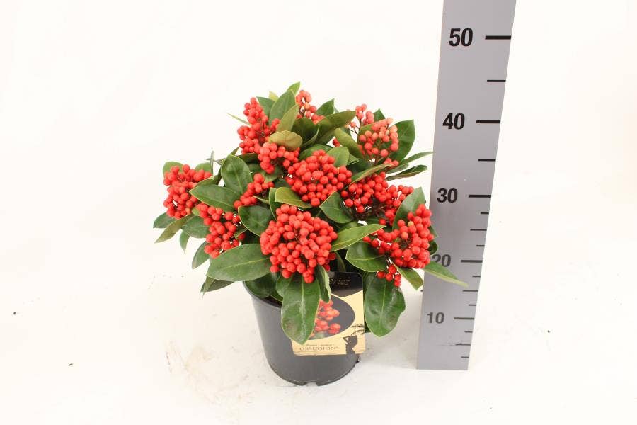 Skimmia japonica OBSESSION ® 15+