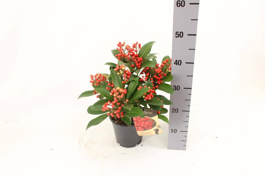 Skimmia japonica PASSION ® 8+