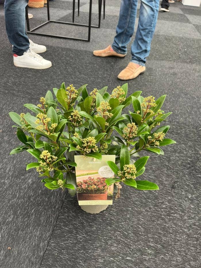 Skimmia japonica 'Rubella' 20+