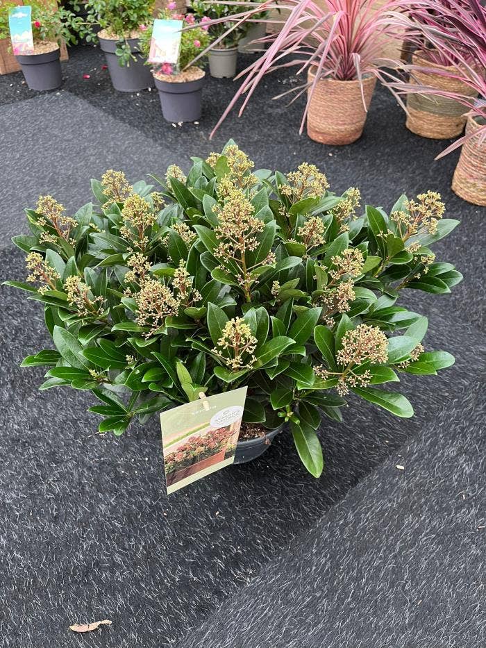 Skimmia japonica 'Rubella' 30+ bowl