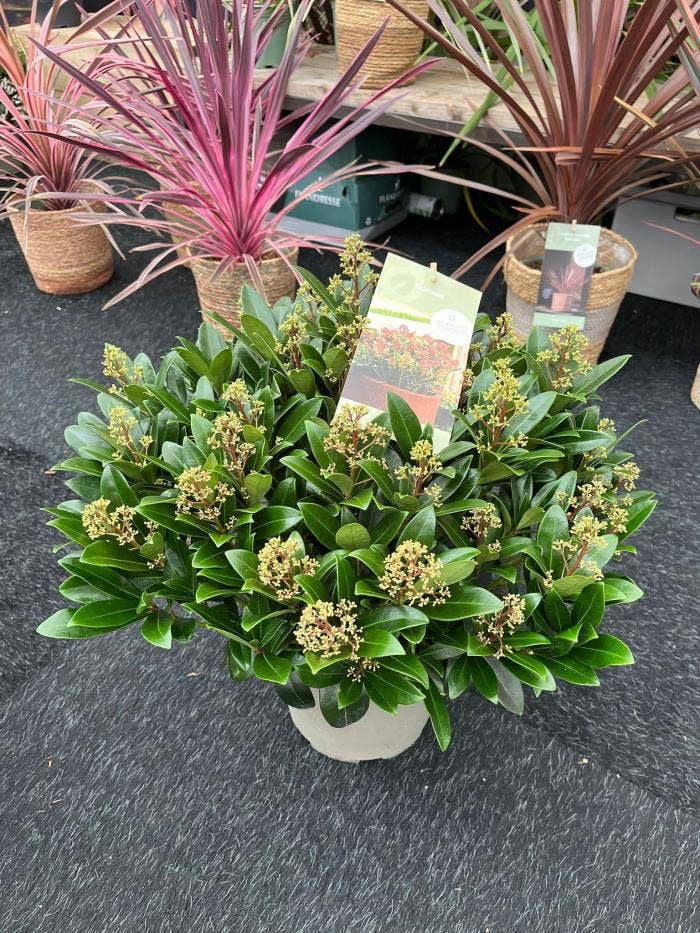 Skimmia japonica 'Rubella' 40+