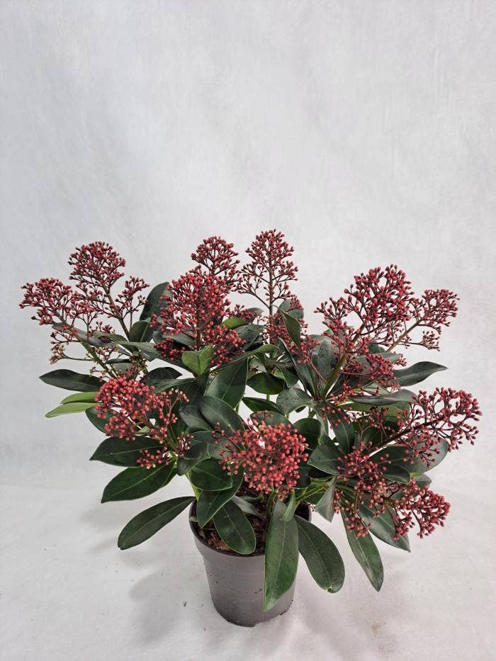 Skimmia Rubella 
