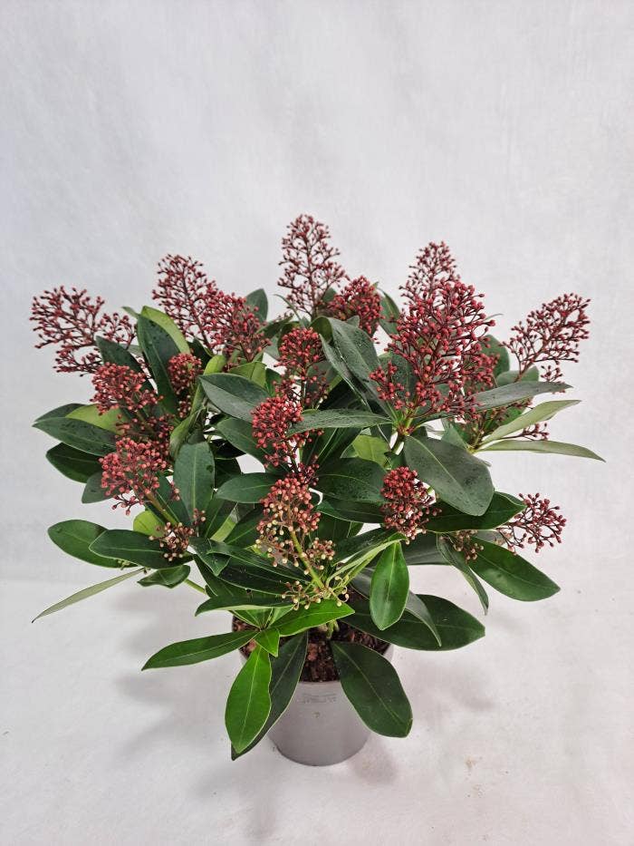 Skimmia Rubella 