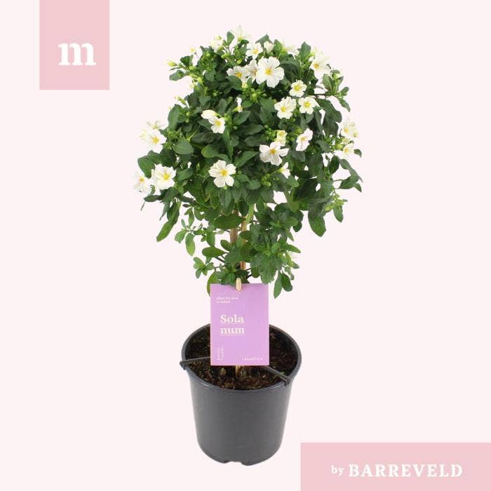 Solanum ran. 'White Charles'