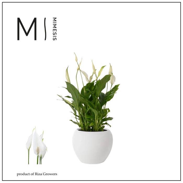 Spathiphyllum Bellini in Globe