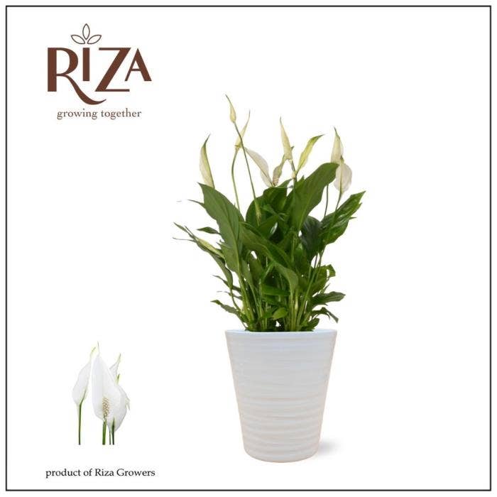 Spathiphyllum Bellini in Wave