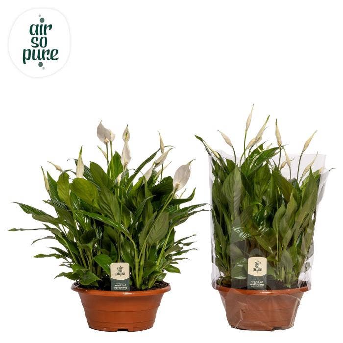 Spathiphyllum Bellini