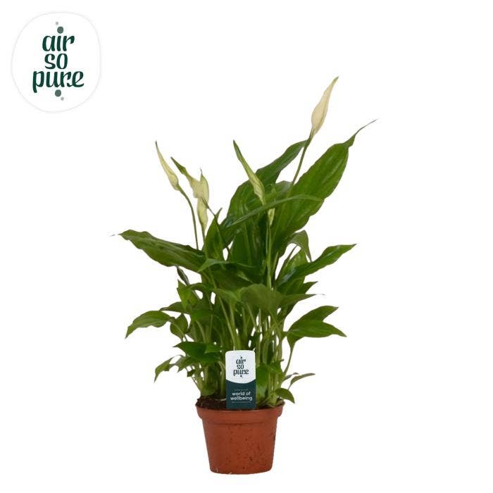 Spathiphyllum Chopin