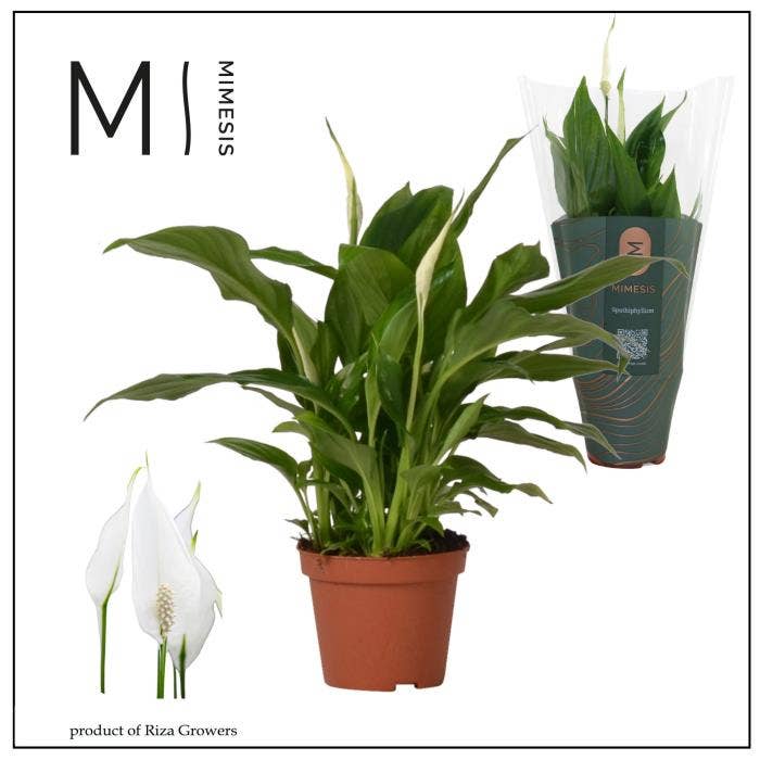Spathiphyllum Chopin