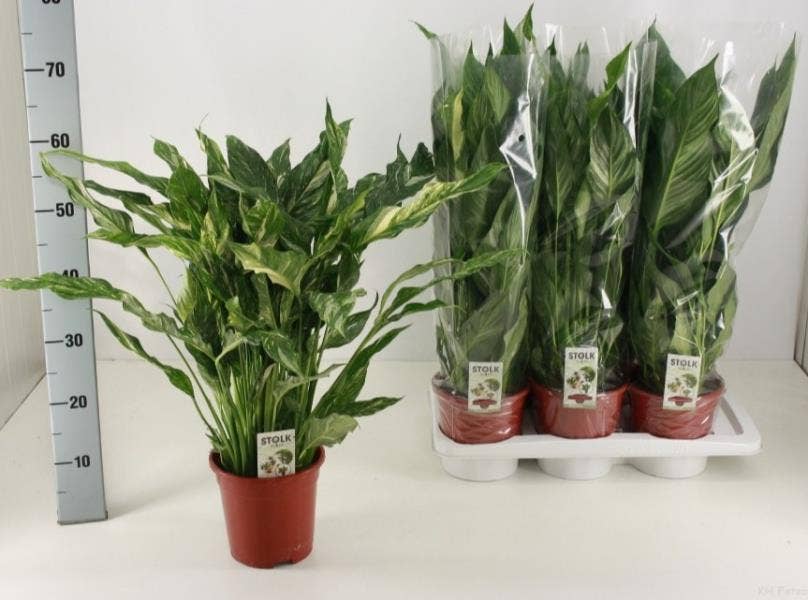 Spathiphyllum Diamond