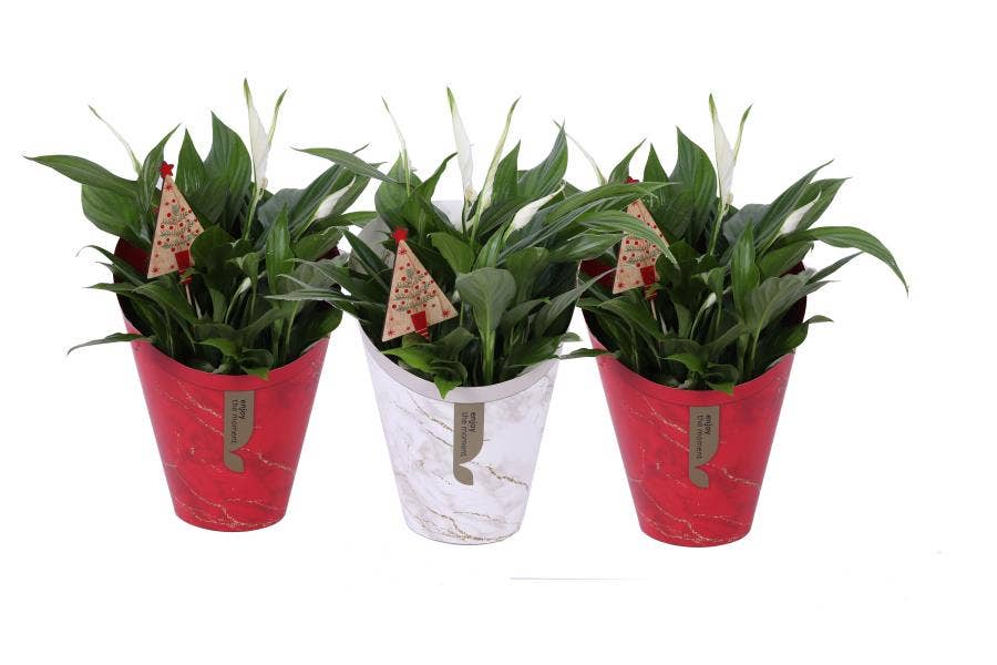 Spathiphyllum Pearl Cupido in Christmas Gifts