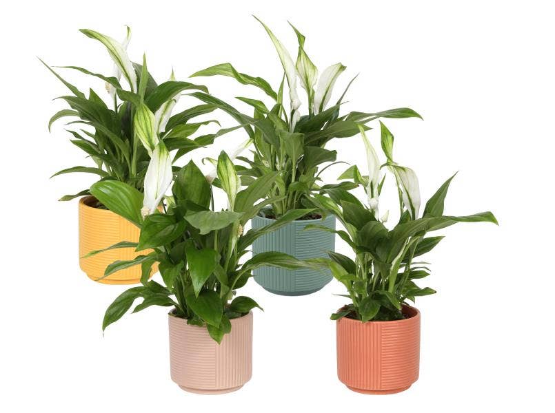 Spathiphyllum Pearl Cupido in Cylinder