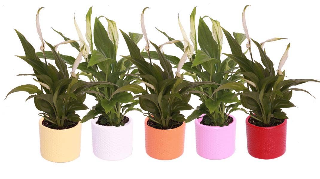 Spathiphyllum Pearl Cupido in Dots