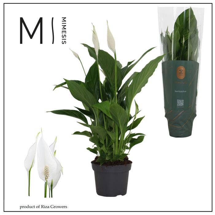 Spathiphyllum Strauss