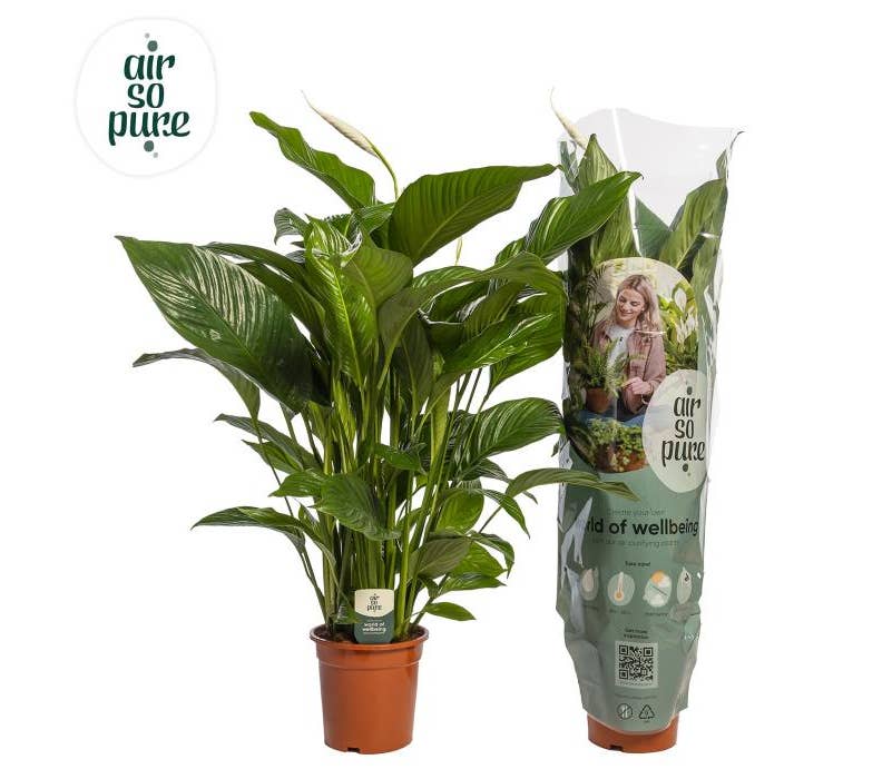Spathiphyllum Sweet Lauretta