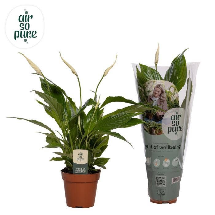 Spathiphyllum Torelli