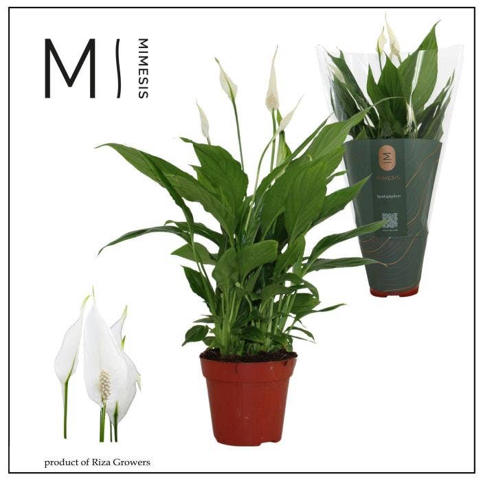 Spathiphyllum Torelli
