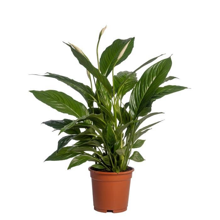 Spathiphyllum Vivaldi