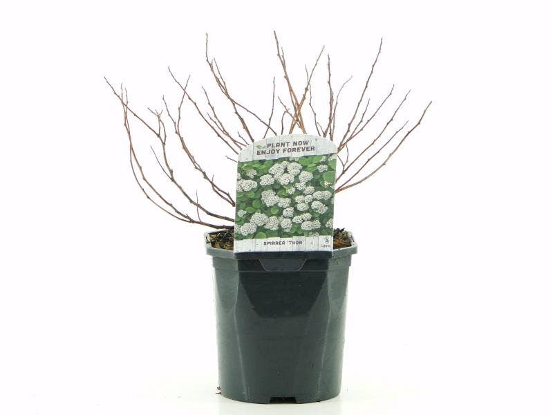 Spiraea bet. 'Thor'