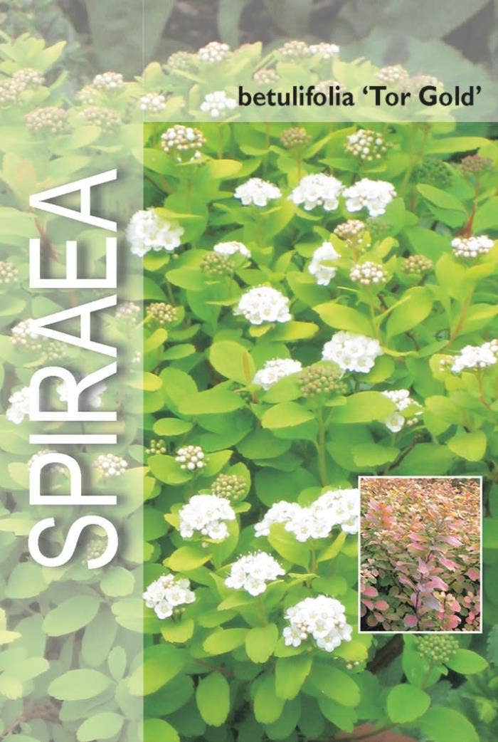 Spiraea bet. 'Tor Gold' 