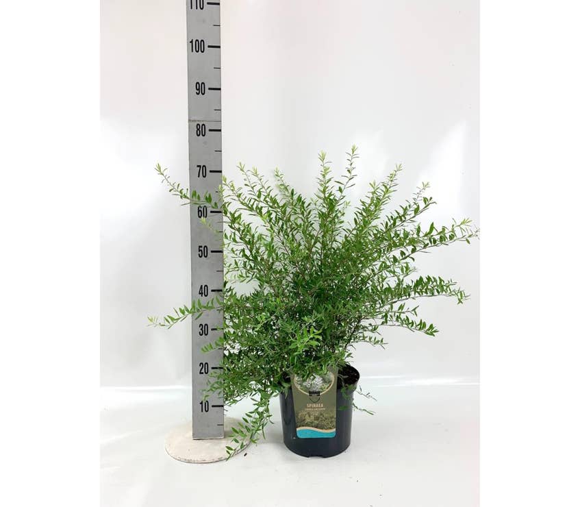 Spiraea cinera 'Grefsheim'