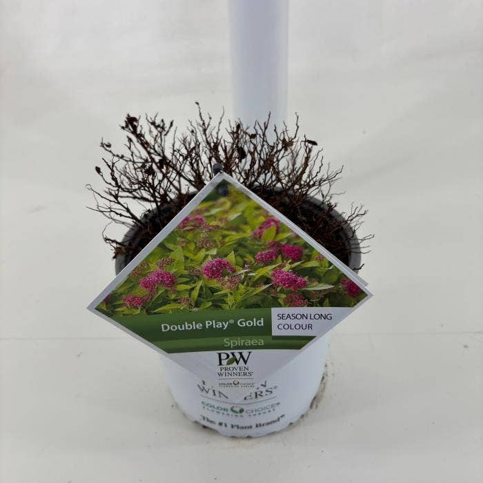 Spiraea 'Double Play Gold'