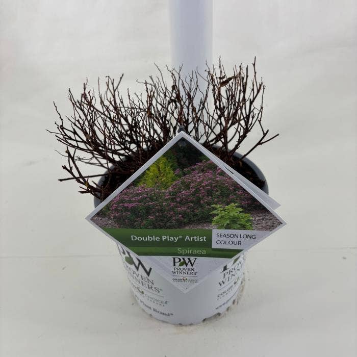 Spiraea jap. 'Double Artist'
