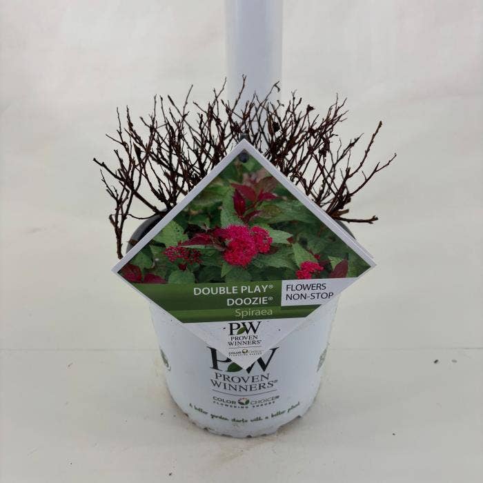 Spiraea jap. 'Double Play Doozie'