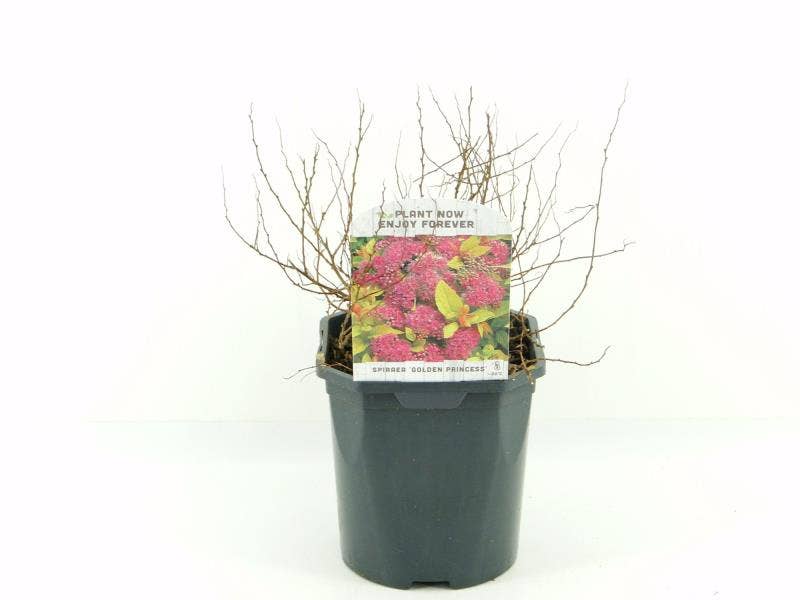 Spiraea jap. 'Golden Princess'
