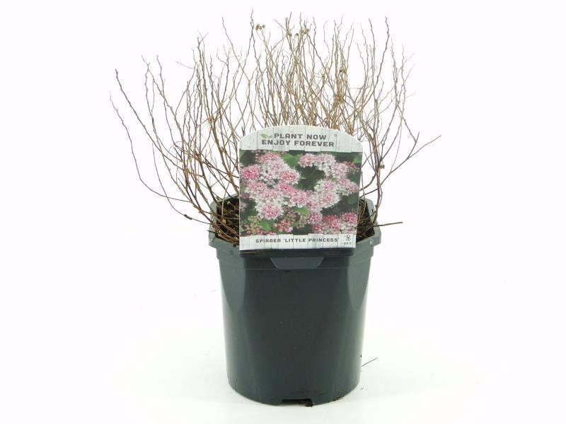 Spiraea jap. 'Little Princess'