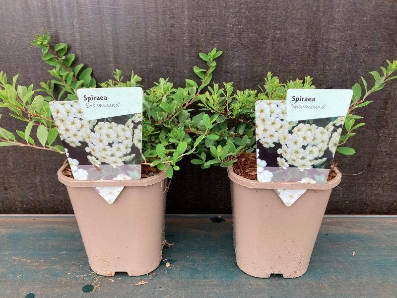 Spiraea nipponica 'Snowmound'