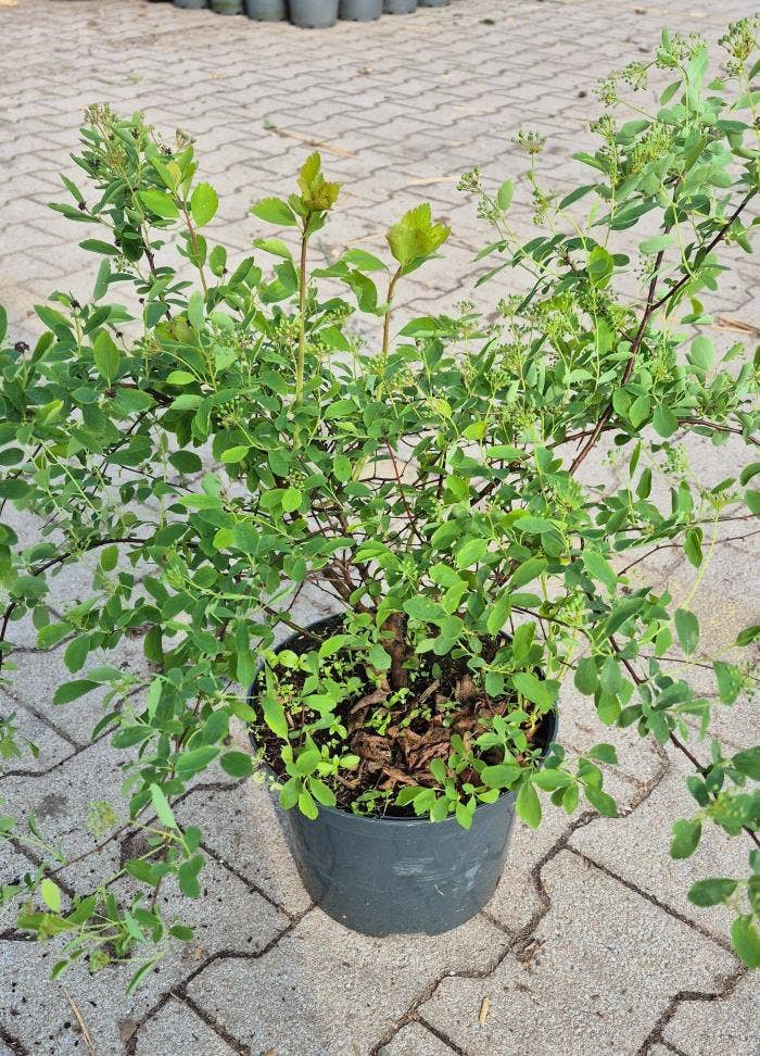 Spiraea x vanhouttei