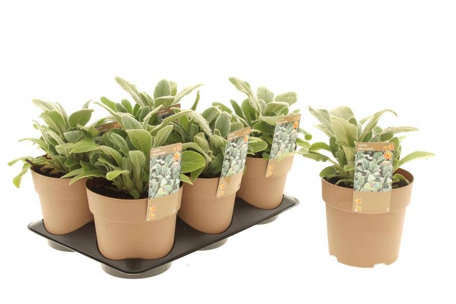 Stachys byz. 'Silver Carpet'