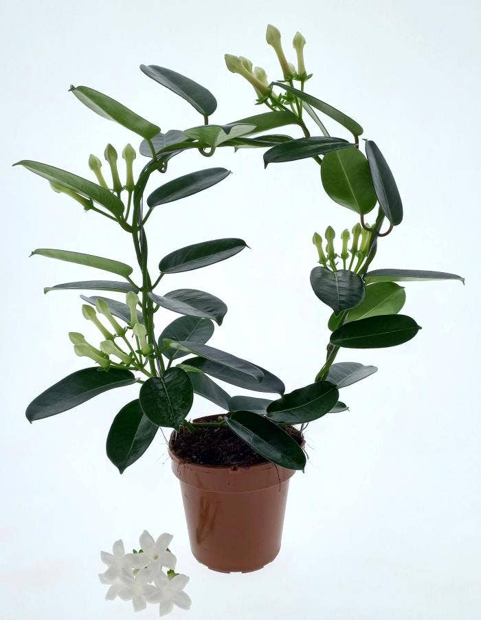 Stephanotis Fleur Parfum