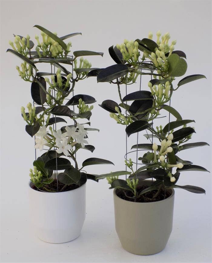 Stephanotis flor. Cylinder in Krita