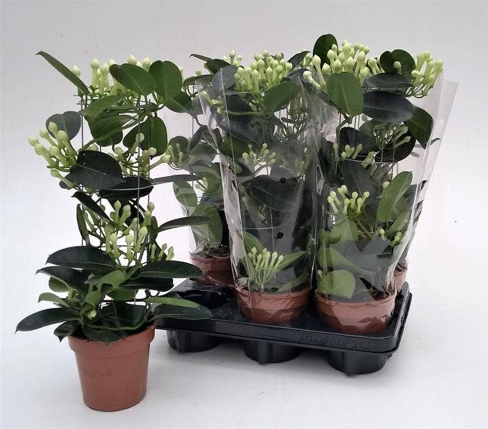 Stephanotis flor. Cylinder