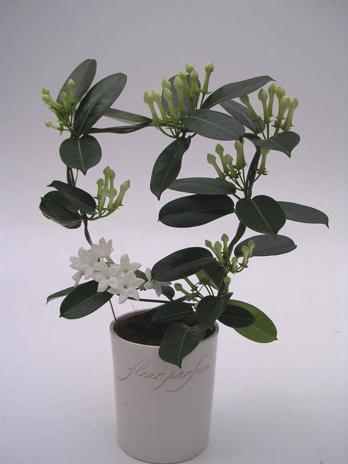 Stephanotis flor. Fleur Parfum in FP pot