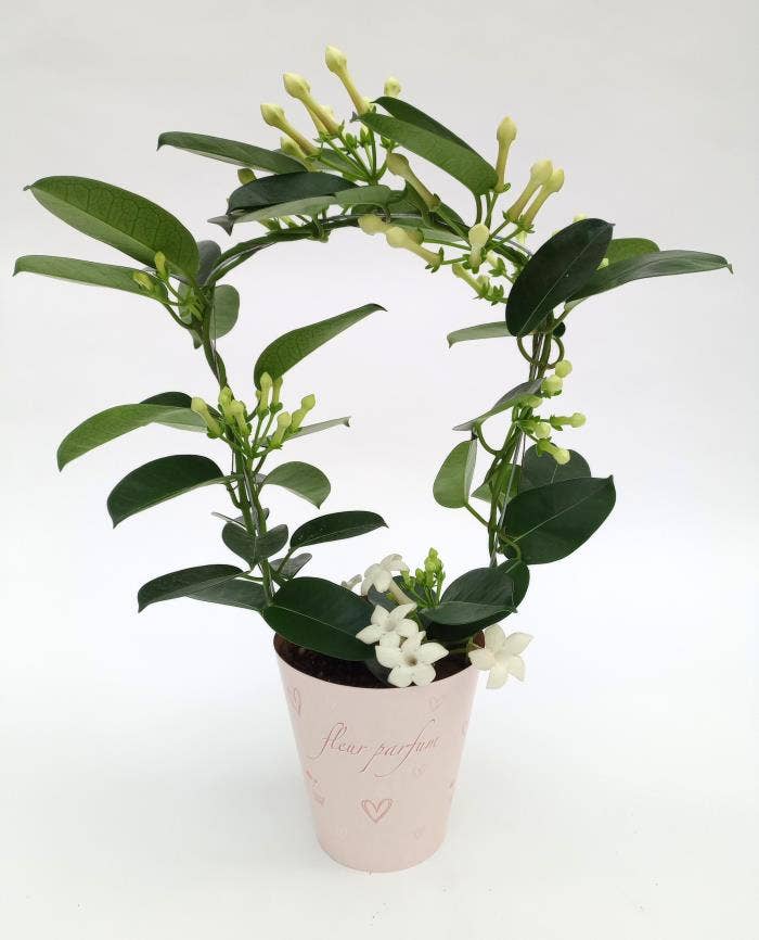 Stephanotis flor. Fleur Parfum in FP potcover