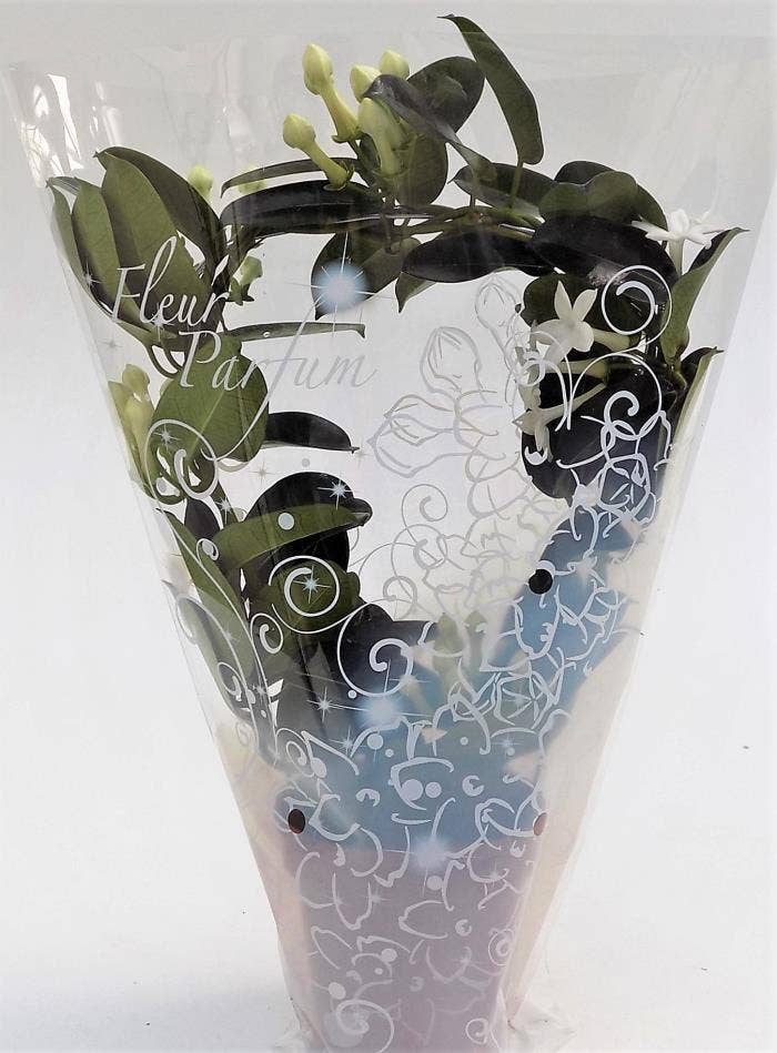 Stephanotis flor. Fleur Parfum in Gift sleeve