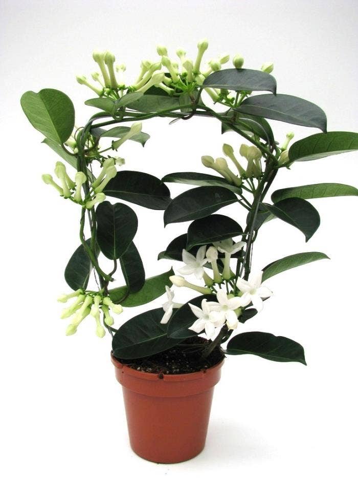 Stephanotis flor. Fleur Parfum