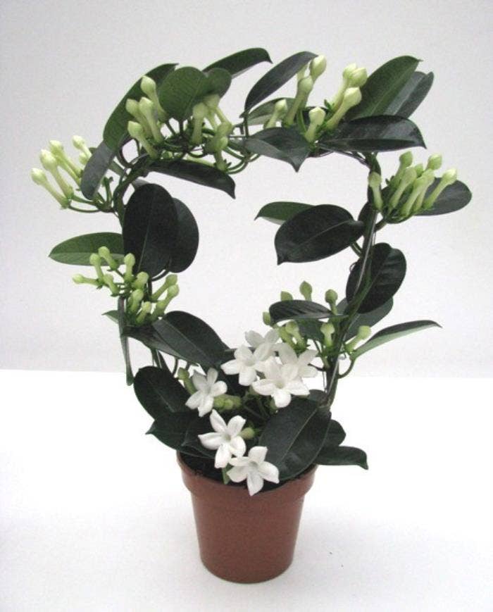 Stephanotis flor. Fleur Parfum