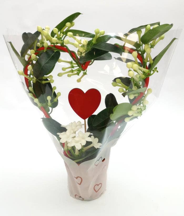 Stephanotis flor. Heart in gift sleeve