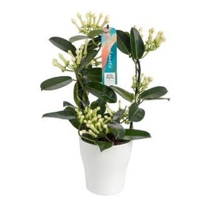 Stephanotis flor. in Anna white
