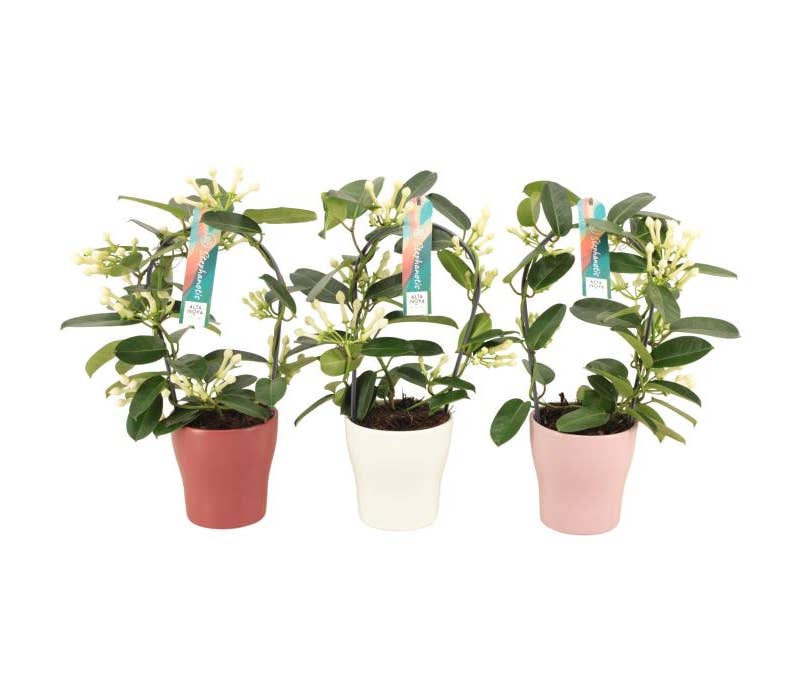 Stephanotis floribunda in Anna