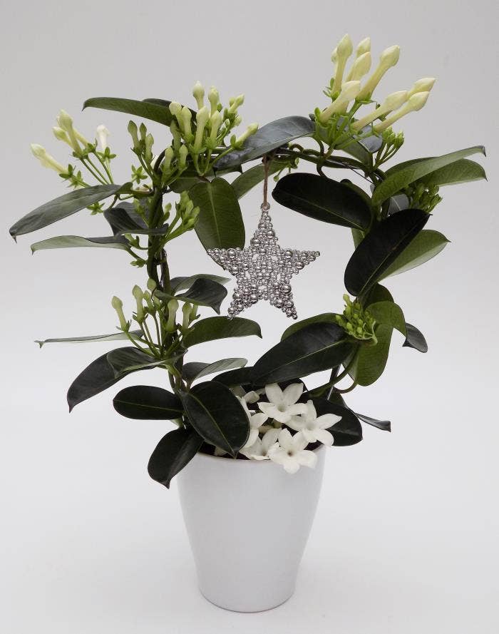 Stephanotis in Tulip + Star