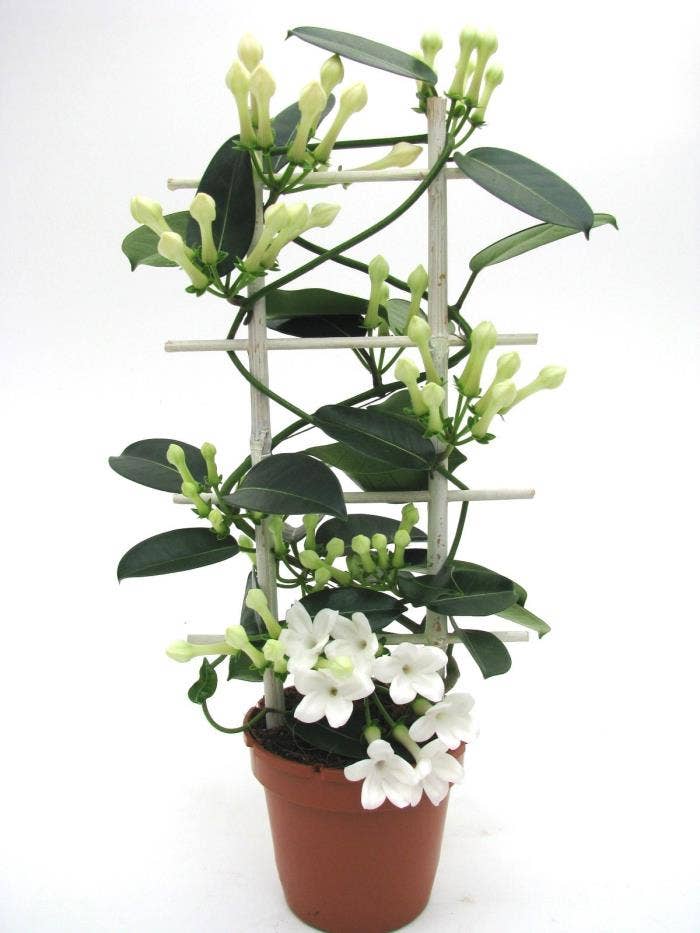 Stephanotis Romance in Fleur Parfum